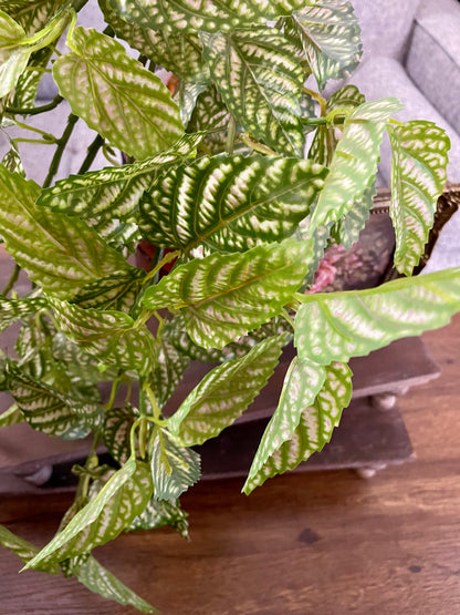 Faux Trailing Pink Fittonia Plant