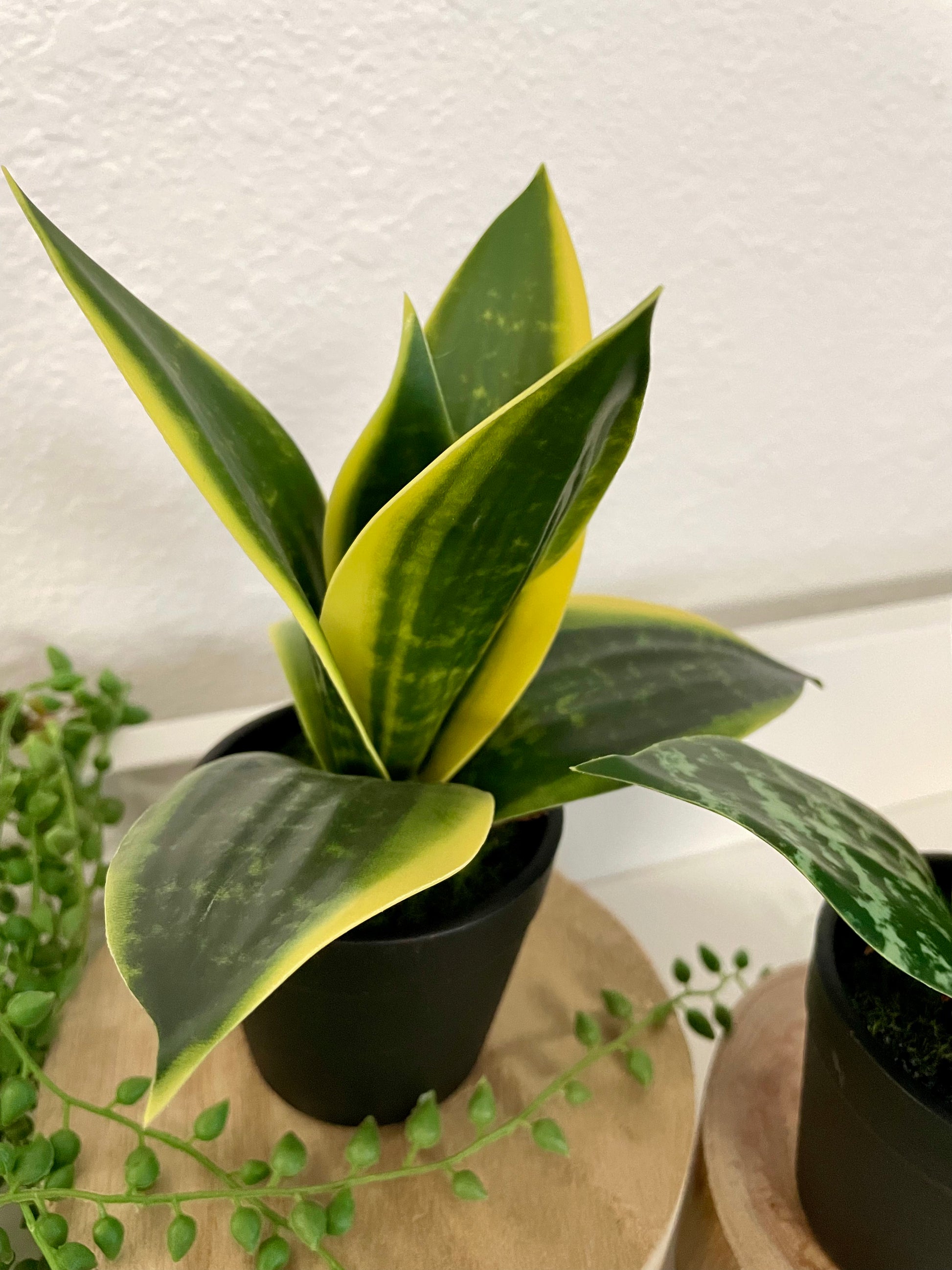 potted snake plants Faux Potted Snake Plant – Terra Cottage