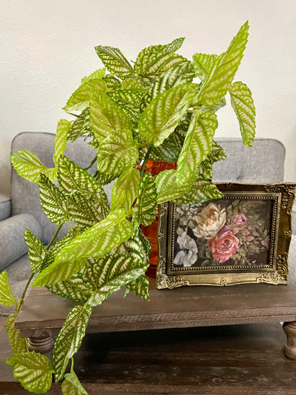 Faux Trailing Pink Fittonia Plant