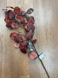Burgundy Eucalyptus Stem