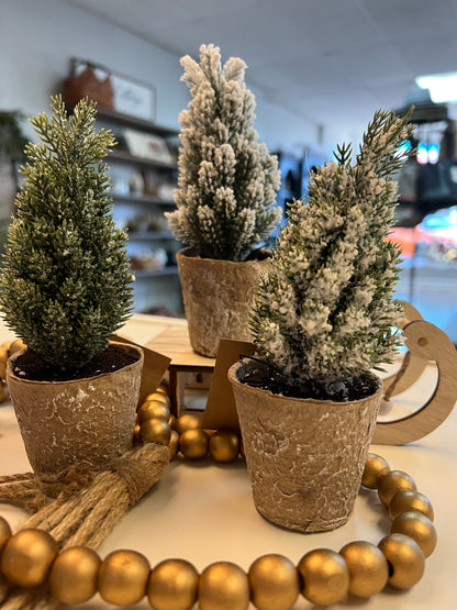 Mini Pine Tree In Paper Pot