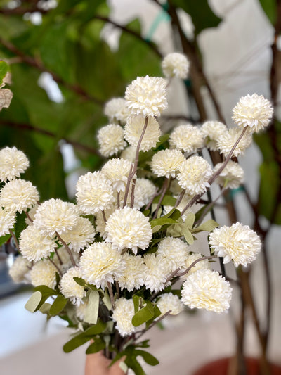 White Thistle Floral Stem - Terra Cottage